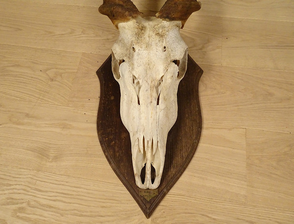 Hunting Trophy Massacre Horns African Antelope Cape Eland Africa 20th