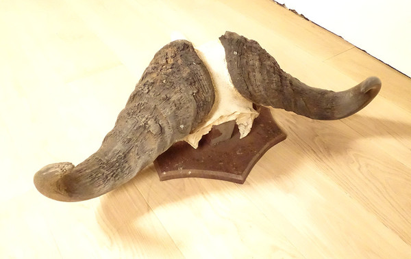 Hunting Trophy Massacre Horns African Buffalo Caffer Africa Deco 20th