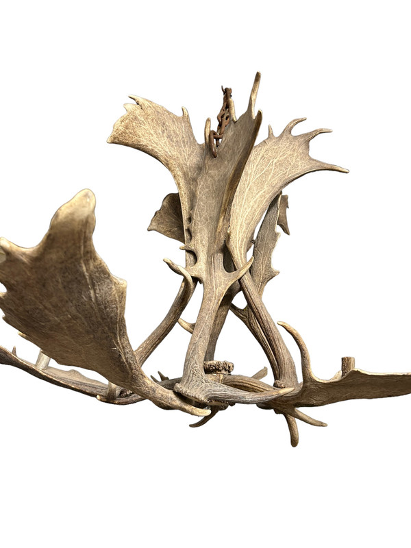 Important Elk Antler Chandelier Early 20th Century - Deer Antlers