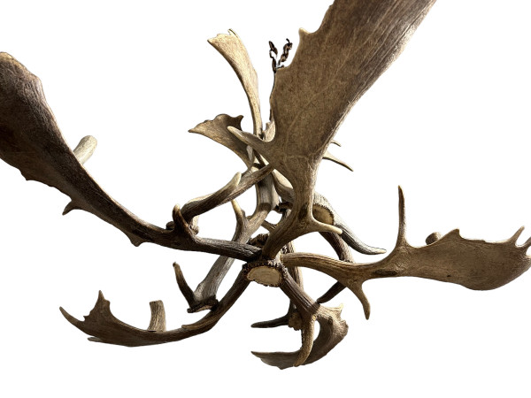 Important Elk Antler Chandelier Early 20th Century - Deer Antlers