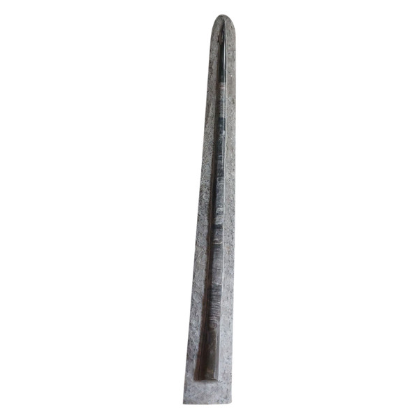 Important fossil (156 cm) - Orthoceras, 250M years old - Tazzarine deposit, Morocco - Naturalia - Curiosa