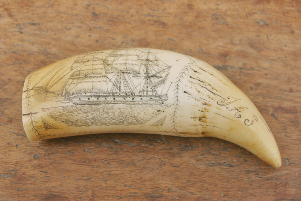 Three sperm whale teeth