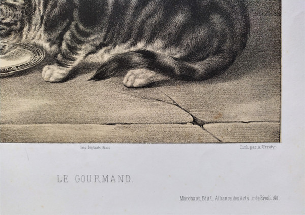 Tabby Cat Lithograph 19th C Old Print