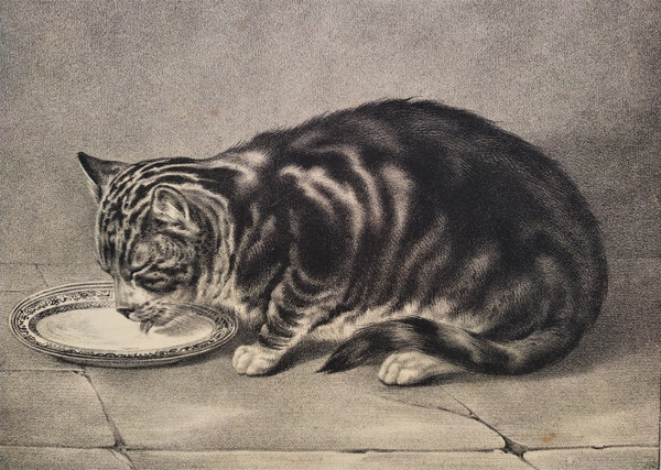 Tabby Cat Lithograph 19th C Old Print