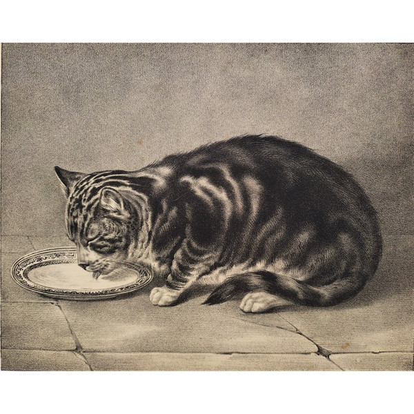 Tabby Cat Lithograph 19th C Old Print