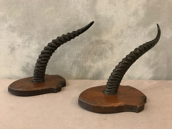 Pair of gazelle horns on wooden stand circa 1900