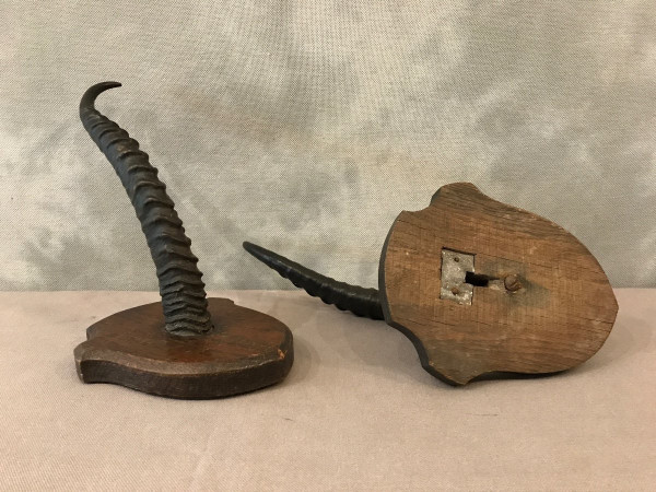 Pair of gazelle horns on wooden stand circa 1900