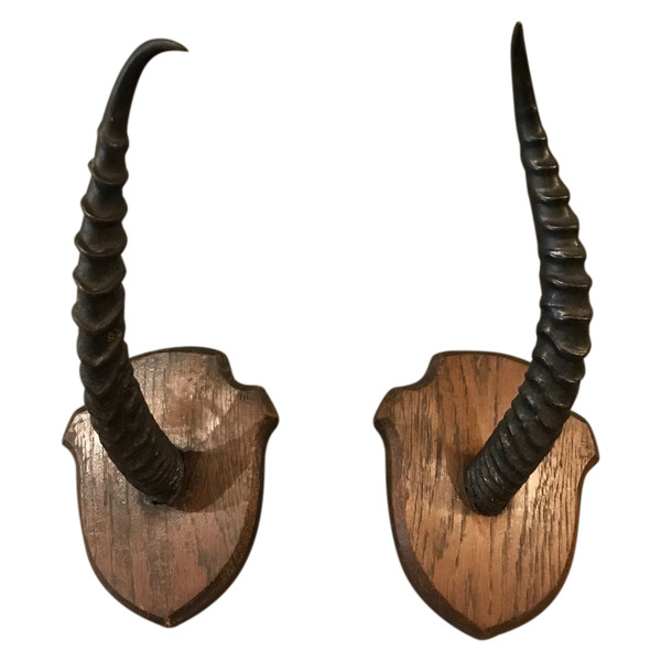 Pair of gazelle horns on wooden stand circa 1900