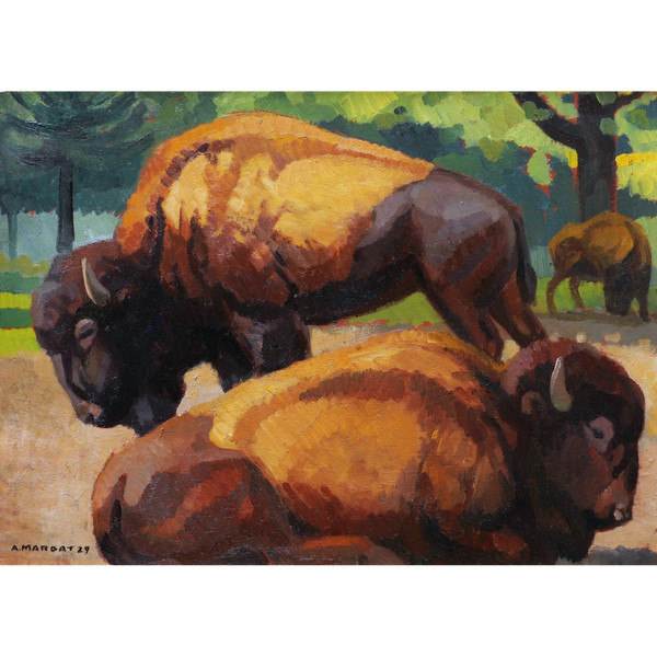 André MARGAT, American bison