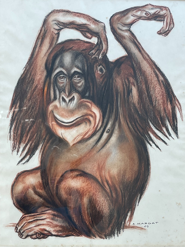 Orang-Utan, Pastellzeichnung, André MARGAT (1903-1999)