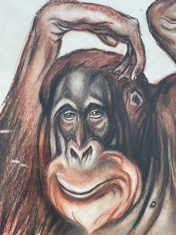 Orang-Utan, Pastellzeichnung, André MARGAT (1903-1999)