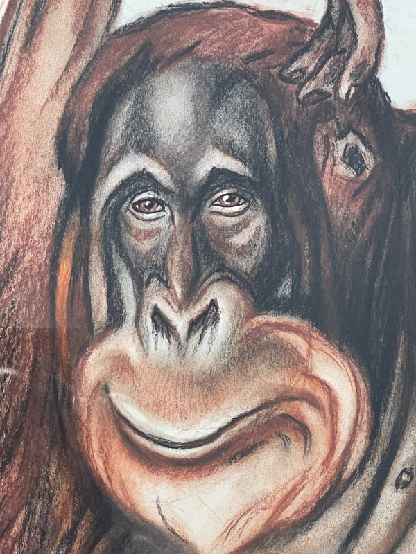 Orang-Utan, Pastellzeichnung, André MARGAT (1903-1999)