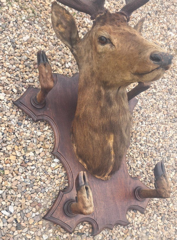 Deer head hunting trophy 10 horns coat holder early 20th century