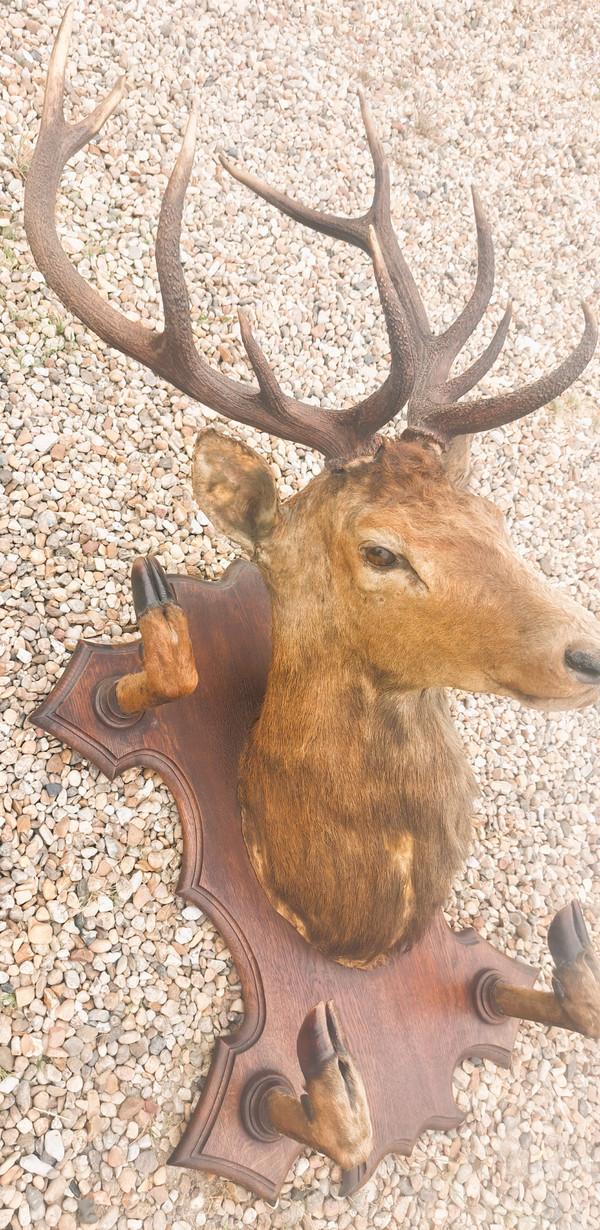 Deer head hunting trophy 10 horns coat holder early 20th century