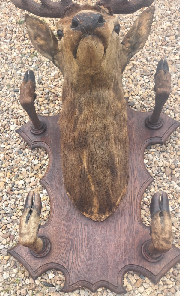 Deer head hunting trophy 10 horns coat holder early 20th century