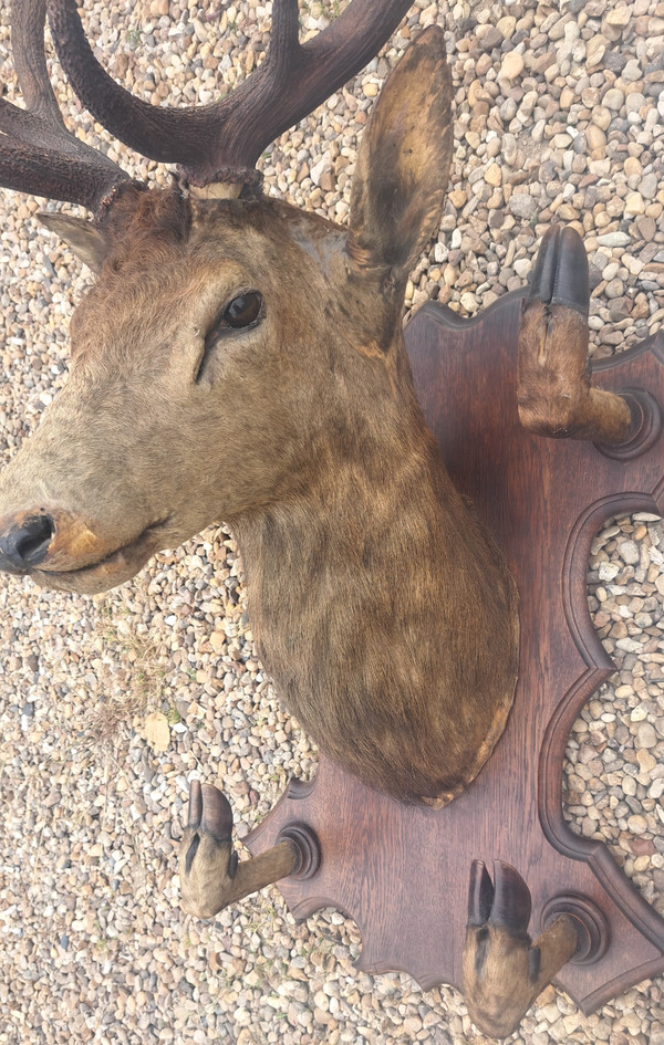 Deer head hunting trophy 10 horns coat holder early 20th century