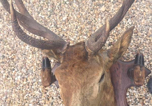 Deer head hunting trophy 10 horns coat holder early 20th century