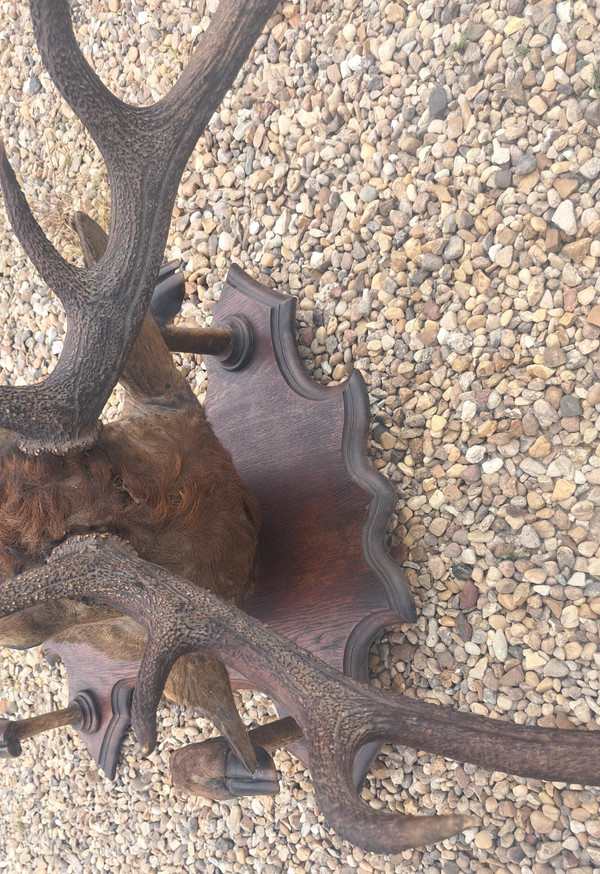 Deer head hunting trophy 10 horns coat holder early 20th century