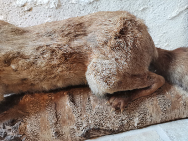 Taxidermy Cabinet de curiosité Fox on wooden trunk 19th century