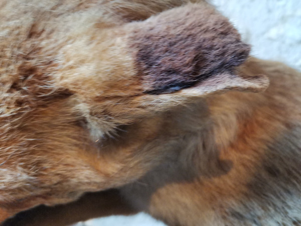 Taxidermy Cabinet de curiosité Fox on wooden trunk 19th century