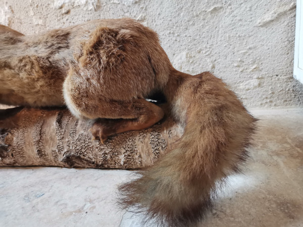 Taxidermy Cabinet de curiosité Fox on wooden trunk 19th century