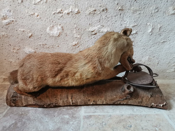 Taxidermy Cabinet de curiosité Fox on wooden trunk 19th century