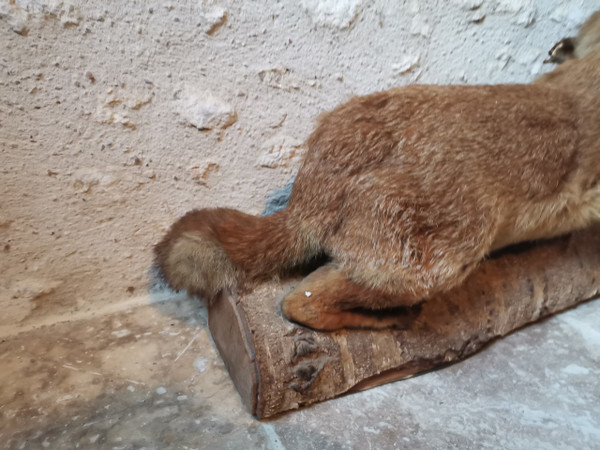 Taxidermy Cabinet de curiosité Fox on wooden trunk 19th century