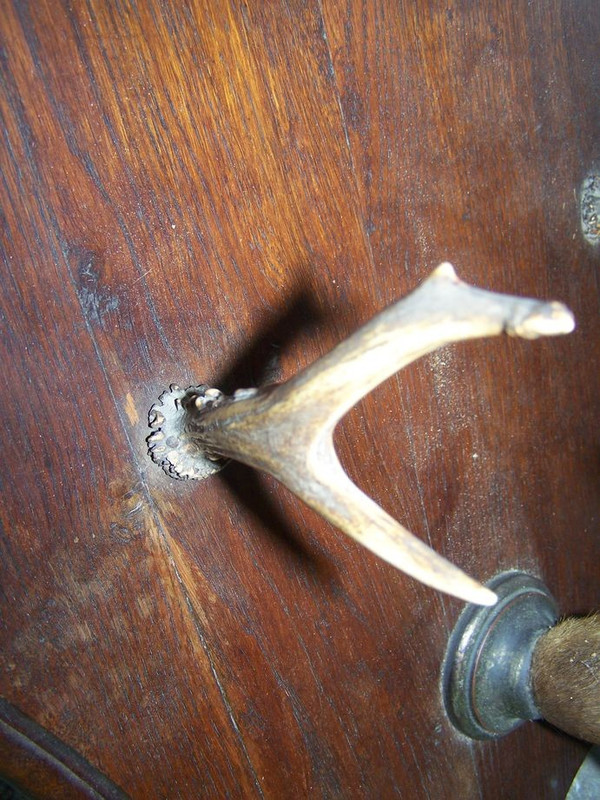 Early 20th century deer antler coat rack