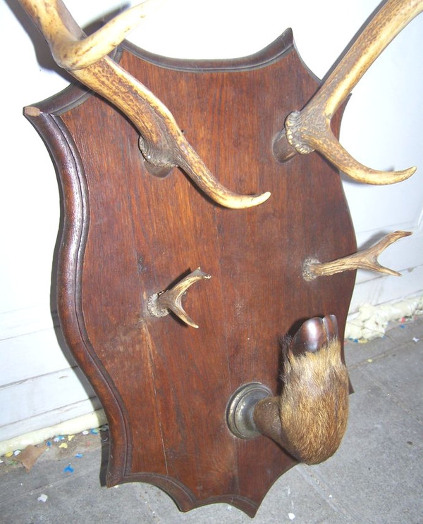 Early 20th century deer antler coat rack