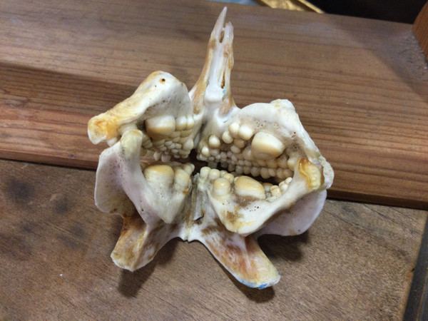 Royal sea bream jaw 