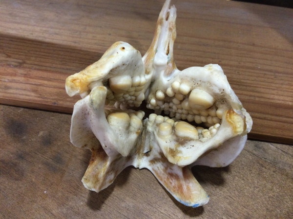 Royal sea bream jaw 