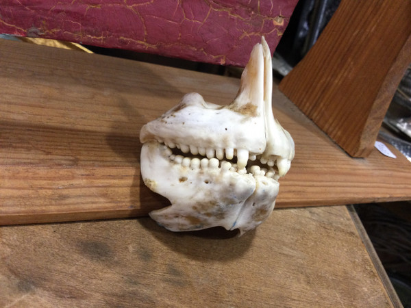 Royal sea bream jaw 