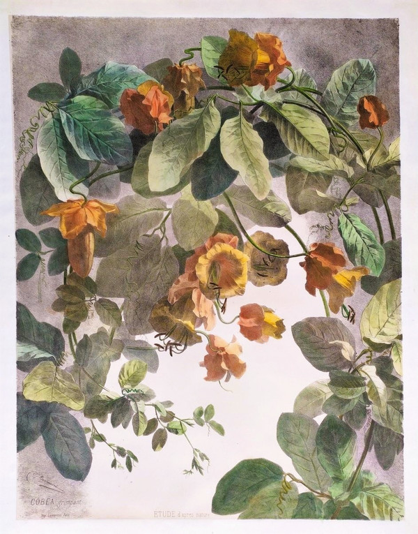 Cobée Grimpante Lithographie Aquarellée 19ème Fleurs 