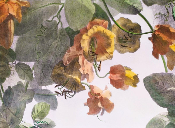 Cobée Grimpante Lithographie Aquarellée 19ème Fleurs 