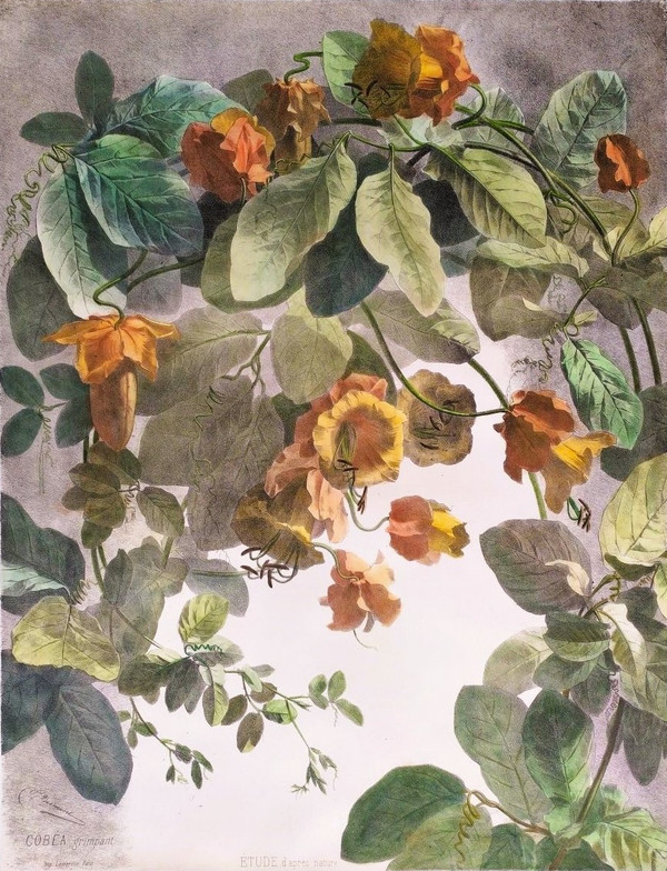 Cobée Grimpante Lithographie Aquarellée 19ème Fleurs 