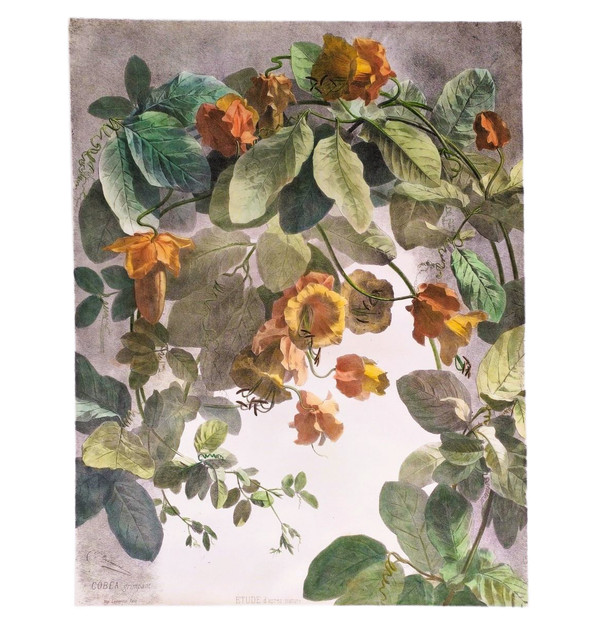 Cobée Grimpante Lithographie Aquarellée 19ème Fleurs 