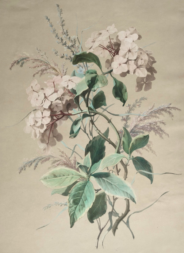 Hortensia Fleurs Grande Lithographie Aquarellée d'Après Chabal Dussurgey 19ème