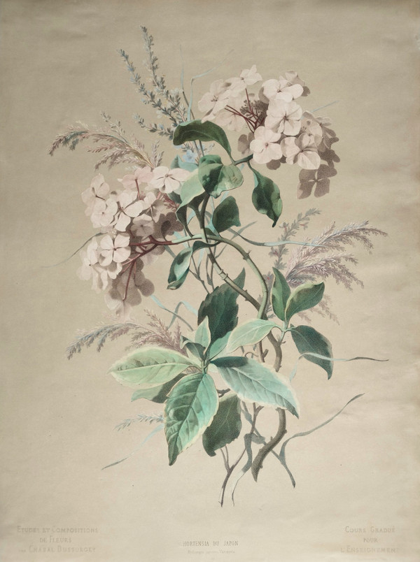 Hortensia Fleurs Grande Lithographie Aquarellée d'Après Chabal Dussurgey 19ème