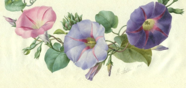 Watercolor on Genuine Calf Vellum by Olympe ARSON (1814-)