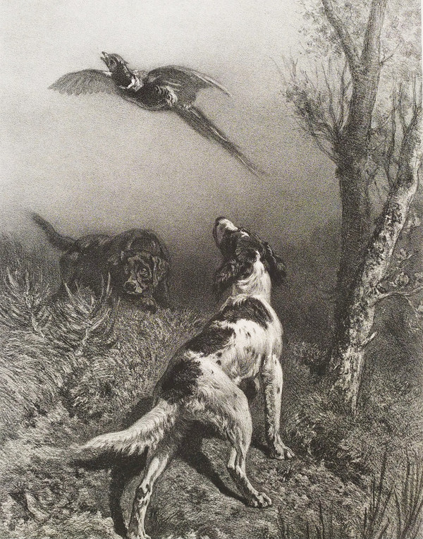 Hunting Dogs And Pheasant 19th Century Lithograph Old Print