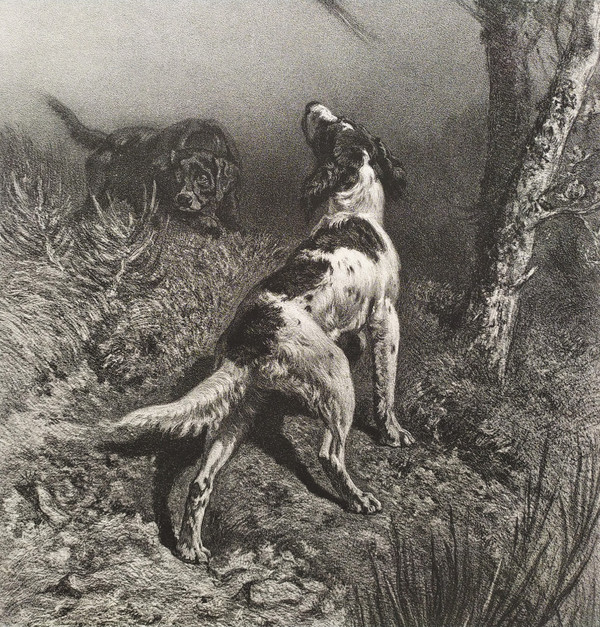 Hunting Dogs And Pheasant 19th Century Lithograph Old Print