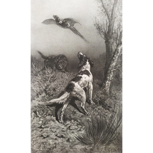 Hunting Dogs And Pheasant 19th Century Lithograph Old Print