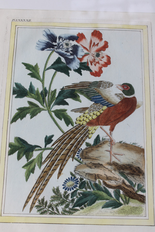 Golden Pheasant and Colchis Pheasant watercolor engravings 18th century framed birds