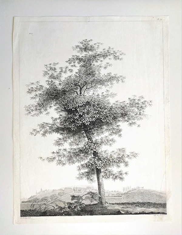 Landscape Study The Tree Empire Period Etching 19th C Old Print