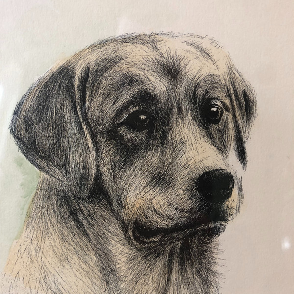 A. de Romblay, portrait de chien