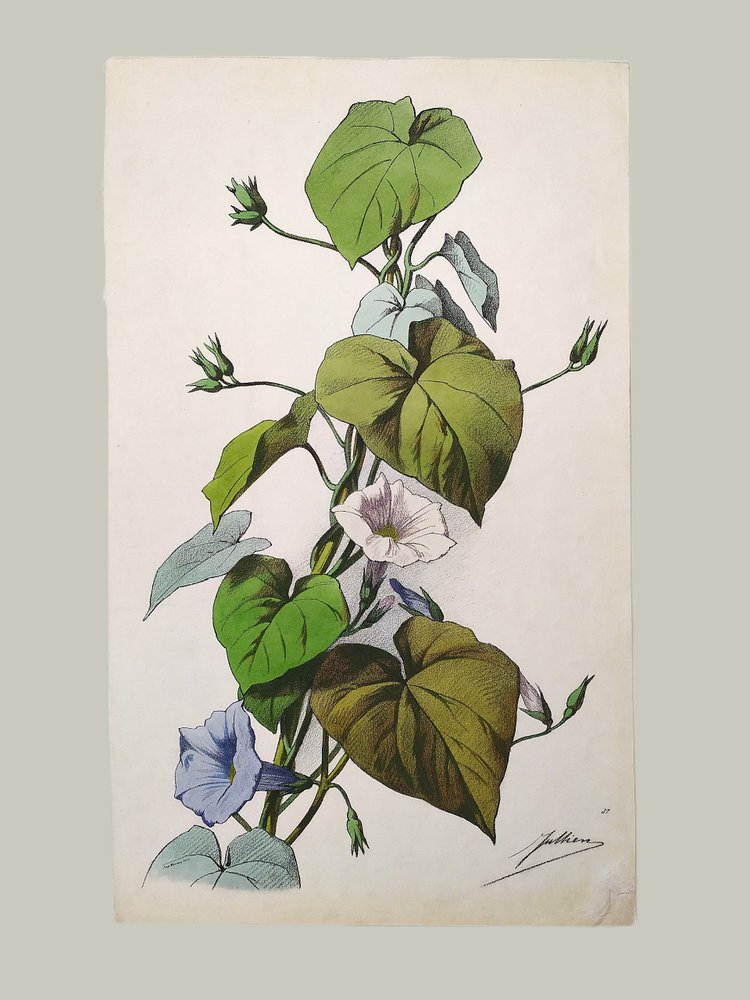 Bindweed Flowers By Julien Watercolor Lithograph 19th C Old Print