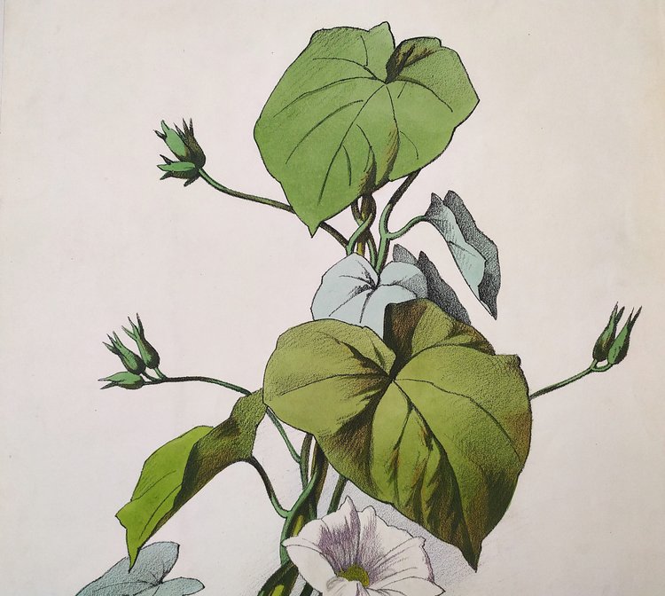 Bindweed Flowers By Julien Watercolor Lithograph 19th C Old Print