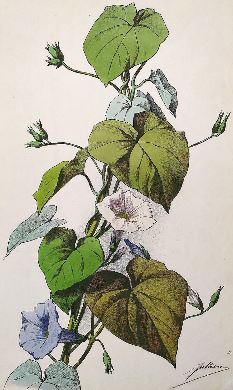 Bindweed Flowers By Julien Watercolor Lithograph 19th C Old Print