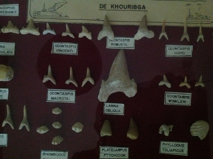 Dents de requins fossiles, Maroc.