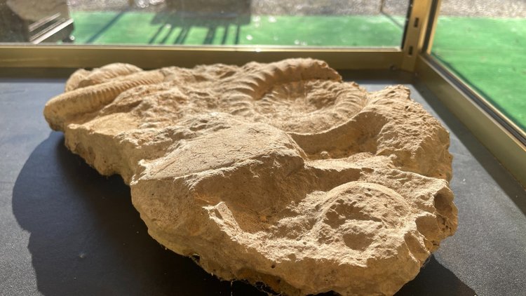 Fossili di ammoniti, ere paleozoiche o mesozoiche